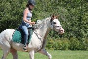 Cheval très polyvalent 