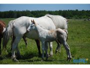 Chevaux a louer 15$/H