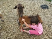 Fete d'enfants avec chevaux miniatures