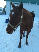 Quatre horse