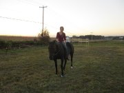 Jument standardbred de 9ans. IL FAUT QUE CA PARTE !