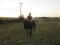 Jument standardbred de 9ans. IL FAUT QUE CA PARTE...