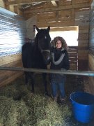 Jument standardbred de 9ans. IL FAUT QUE CA PARTE...