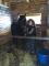 Jument standardbred de 9ans. IL FAUT QUE CA PARTE...