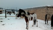 jument paint horse,16 mains,6 ans,tres gentille,