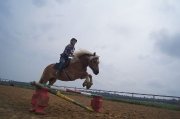 Super jument haflinger 15 mains 1