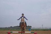 Super jument haflinger 15 mains 1