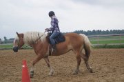 Super jument haflinger 15 mains 1