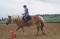 Super jument haflinger 15 mains 1