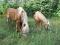 Super jument haflinger 15 mains 1