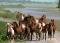 Conseillère en vente de chevaux   
