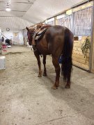 Belle Jument paint horse enrg.