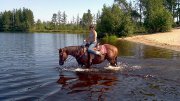Belle Jument paint horse enrg.