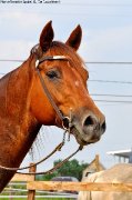Belle Jument paint horse enrg.