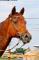 Belle Jument paint horse enrg.