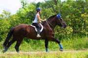 Hongre percheron/curly