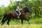 Hongre percheron/curly