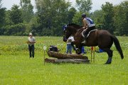 Hongre percheron/curly