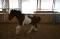 Cheval de saut 3 ans Paint 3 couleurs