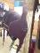 Sangle bavette CWD 50-52'' NEUVE