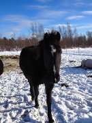 guilding 10 ans qh croise 