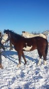 Paint de 8ans  à vendre