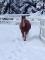 Beau Quarter Horse Hongre 800 $