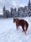 Beau Quarter Horse Hongre 800 $