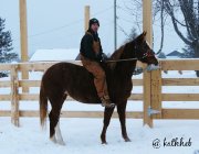 Easy Barrel Baby - jument qh 4 ans 