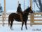 Easy Barrel Baby - jument qh 4 ans 