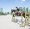 Jument Chasseur & Équitation 