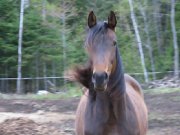 Jument Premium enregistrée CWHBA, 6 ans. Bonne poulinière. - Sérénité