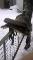 Selle western