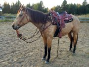 Dilution Stripe (Spirit) AQHA  Buckskin 