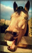 Dilution Stripe (Spirit) AQHA  Buckskin 