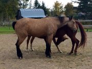 Dilution Stripe (Spirit) AQHA  Buckskin 