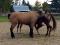 Dilution Stripe (Spirit) AQHA  Buckskin 