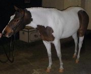 Grande ponette de concours à vendre