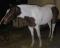 Grande ponette de concours à vendre