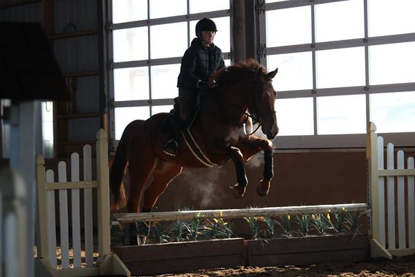 demi-pension ou quart de pension pour mon cheval!