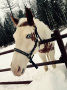 Cheval plaint de 5ans a vendre