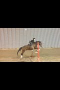 WARMBLOOD 16M3 A VENDRE * VENDU *