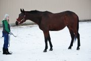 WARMBLOOD 16M3 A VENDRE * VENDU *
