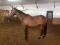 WARMBLOOD 16M3 A VENDRE * VENDU *