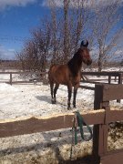 WARMBLOOD 16M3 A VENDRE * VENDU *