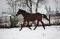 WARMBLOOD 16M3 A VENDRE * VENDU *