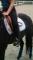 bombe CHARLES OWEN et tapis PONEY