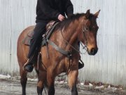 Dolly jument appaloosa pas peureuse