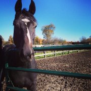 Thoroughbred 5 ans - À vendre !