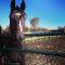 Thoroughbred 5 ans - À vendre !